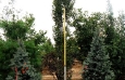 Columnar Hornbeam